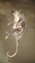 Didelphis marsupialis