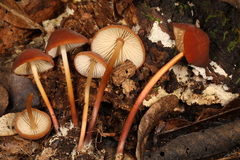 Marasmius cohaerens lachnophyllus
