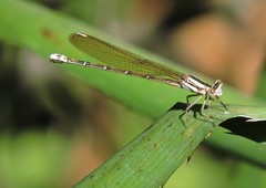 Argia albistigma