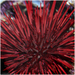 Red Sea Urchin - Photo (c) juliabohemian, some rights reserved (CC BY-NC), uploaded by juliabohemian