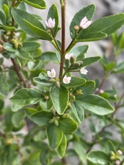 Zieria actites