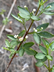 Zieria actites