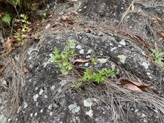 Zieria actites