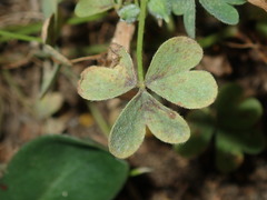 Oxalis thompsoniae