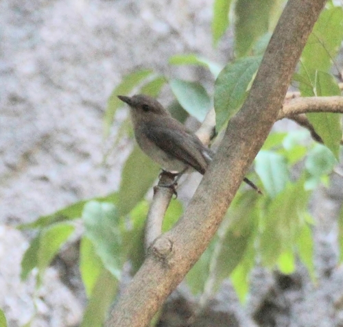 Mangrove Whistler (Pachycephala cinerea), photo 7