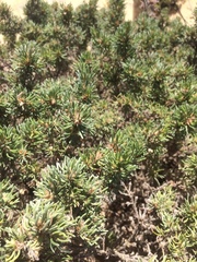 Pultenaea canaliculata