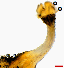 Stilbocrea macrostoma