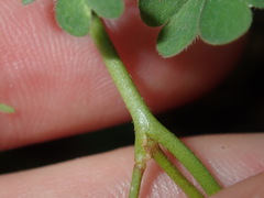 Oxalis thompsoniae