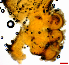 Stilbocrea macrostoma