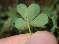 Oxalis thompsoniae