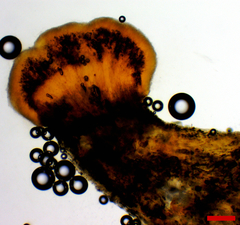 Stilbocrea macrostoma