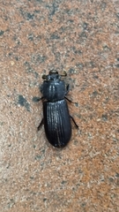 Aulacocyclus