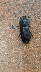 Aulacocyclus