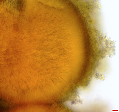 Stilbocrea macrostoma