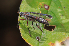 Daptolestes limbipennis