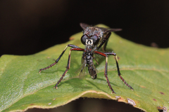 Daptolestes limbipennis