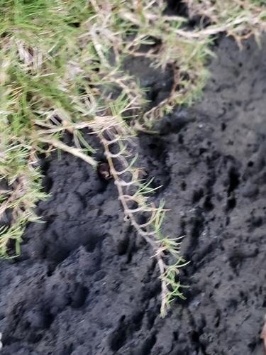 Zoysia pacifica