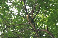 Psilopogon chrysopogon