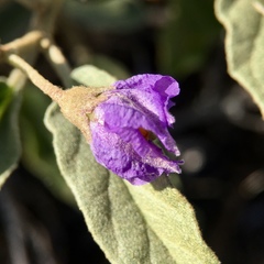 Solanum esuriale