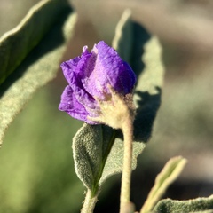 Solanum esuriale