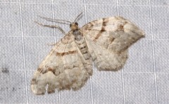 Xanthorhoe abrasaria