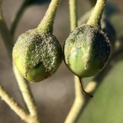 Solanum esuriale