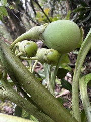 Solanum humboldtianum