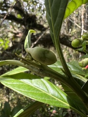 Solanum humboldtianum