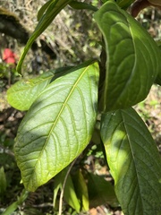 Solanum humboldtianum