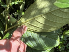 Solanum humboldtianum