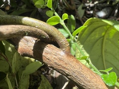 Solanum humboldtianum