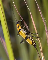 Chauliognathus nigrocinctus