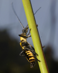 Chauliognathus nigrocinctus
