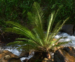 Blechnum gibbum