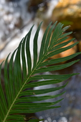 Blechnum gibbum