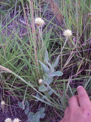 Pfaffia gnaphalioides