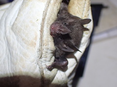 Carollia sowelli