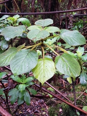 Cyrtandra platyphylla