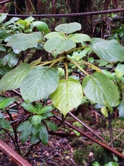 Cyrtandra platyphylla