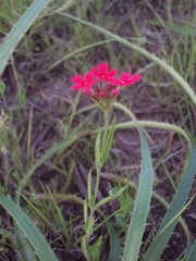 Glandularia peruviana