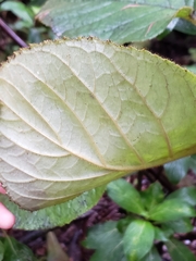 Cyrtandra platyphylla