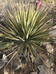 Yucca baccata brevifolia