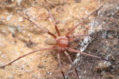 Socalchemmis kastoni