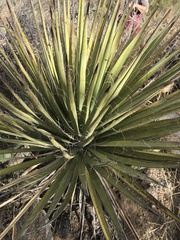 Yucca baccata brevifolia