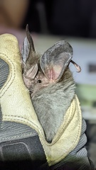 Chrotopterus auritus