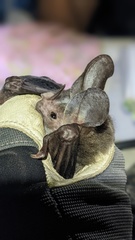 Chrotopterus auritus