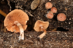 Tubaria romagnesiana
