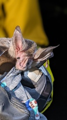 Chrotopterus auritus