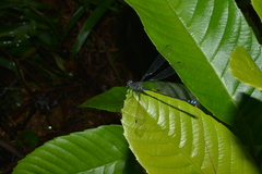 Caledopteryx maculata