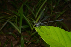 Caledopteryx maculata